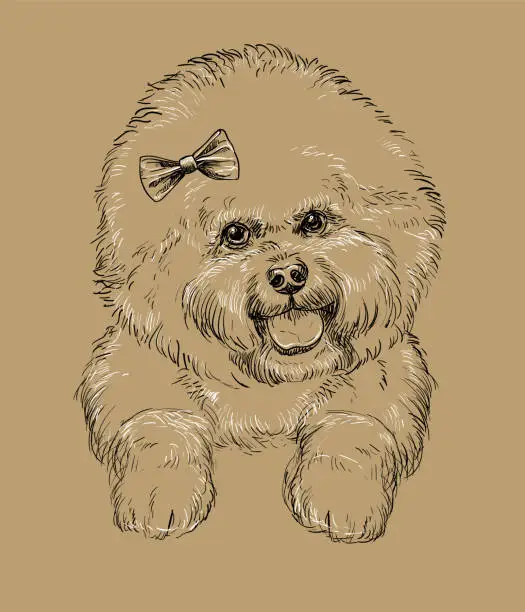 Vector illustration of Bichon Frise close up hand drawing dog vector brown