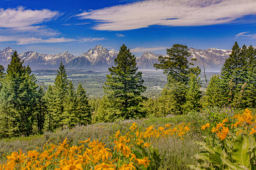 Snowcapped peaks form the backdrop of this sweeping vista of the Grand Tetons, with trees and flowers in the foreground