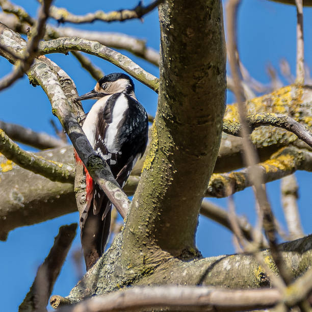 Great spotted Woodpecker strikes stock photo