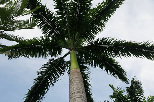 palm trees stock photo