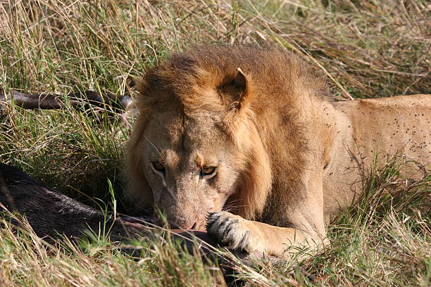 Male lion eating Male lion eating on prey in East Africa guzzling stock pictures, royalty-free photos & images
