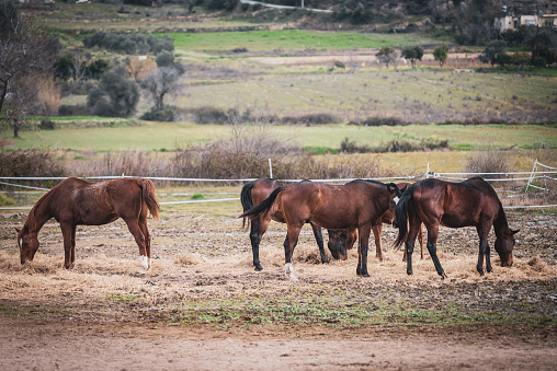 Horses grazing on a ranch