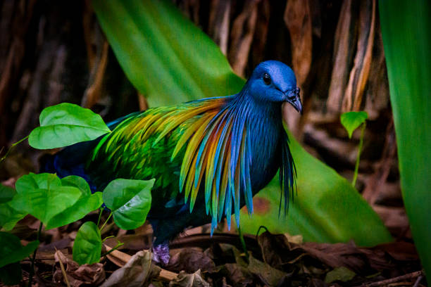 Exotic nicobar pigeon Close-up of exotic, beautiful and a little unusual nicobar pigeon. Its plumage give it excellent camouflage in the canopy of the tropical rain forest. It is native to Andaman and Nicobar Islands. exotic pets stock pictures, royalty-free photos & images