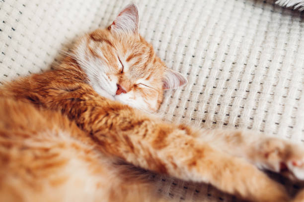 istock Ginger cat relaxing on couch on white blanket. Pet sleeping at home. Cute animal feeling cozy and comfortable 1470056405