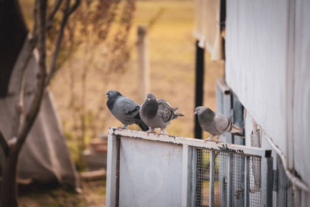 istock Domestic homing pigeons 1470056494