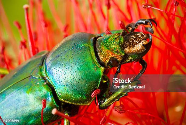 Dead Golden Stag Beetle On Callistemon Flower Stock Photo - Download Image Now - Animal, Animal Wildlife, Animals In The Wild