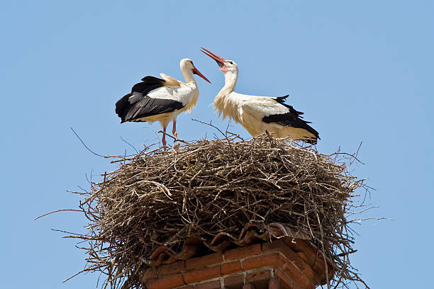 istock Stork couple in a nest over chimney-pot 147005759