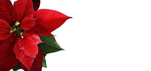 Christmas card with poinsettia flower isolated on white background
