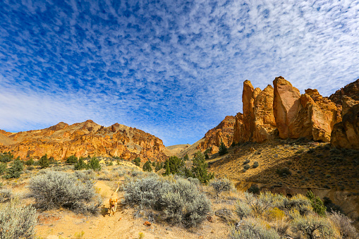 Desert Flats in remote Arizona. This rugged landscape shows the rural and rugged terrain of the arid area near horseshoe bend. There are small thorned bushes growing in the rough limestone face. The red stones create a geologic texture that casts busy shadows and contrasts with the deep blue cloudless sky above - with plenty of copy space. You can see a mountain range in the distance, a beautiful nature landscape of the southwest