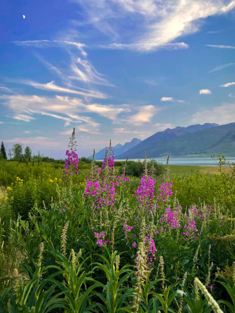 istock The Beautiful Teton Mountains 1470058309