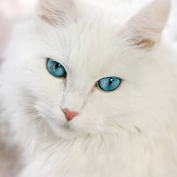 istock Close-up of a white cat with blue eyes 147005846
