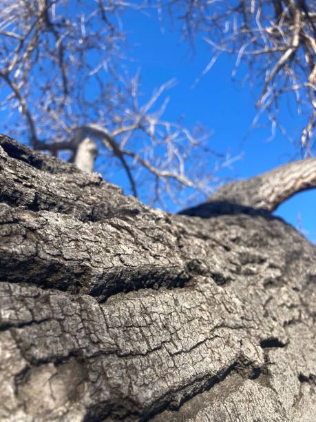 скульптура по небу: замысловатый силуэт дерева - tree tall poplar tree bark стоковые фото и изображения