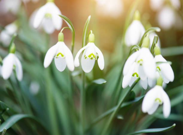 istock Snowdrop flowers blooming in winter and spring, sunlight shinning through the blossoms and leaves, first wildflower in sprintime 1470059537