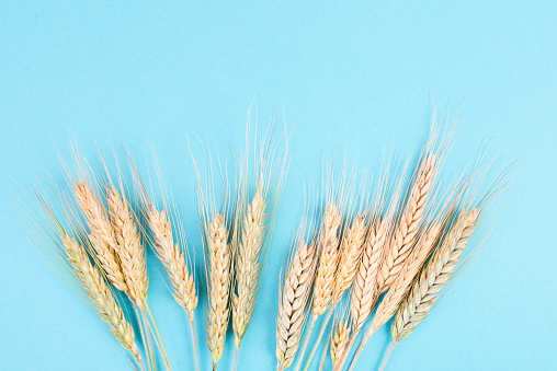 Wheat crop on a blue background, copy space for text, food harvest in the summer, golden straw