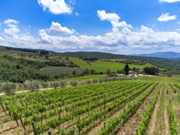 istock Castellina in Chianti vineyards from drone 1470060886