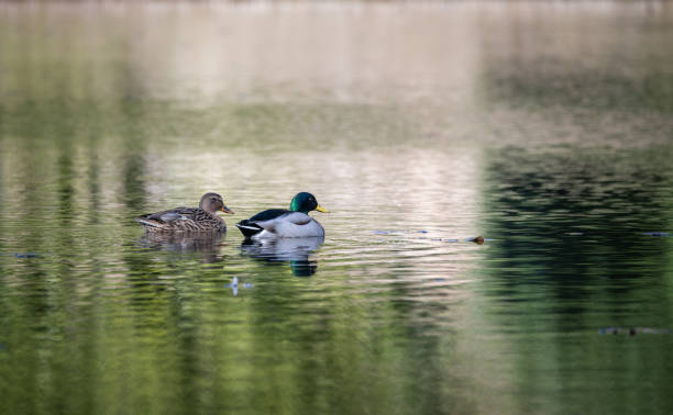 istock Mallard duck swimming on a lake in winter 1470060903