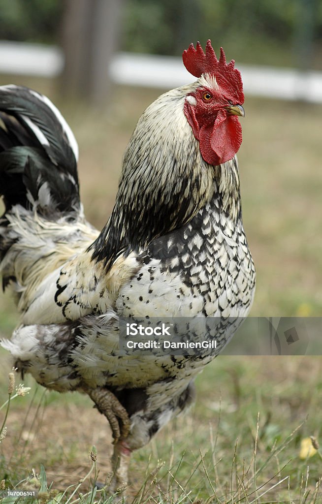 Coq sur un pied. - Photo de Animal mâle libre de droits