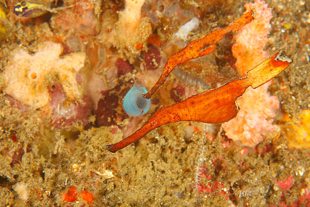 thin pez pipa fantasma par flotando por encima de coral - sea life ghost pipefish thin ghost pipefish thin fotografías e imágenes de stock