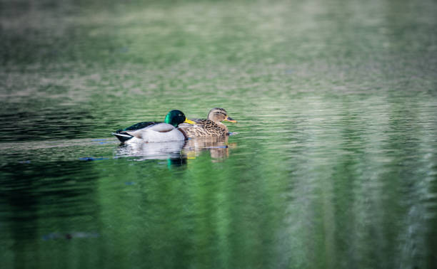 istock Mallard duck swimming on a lake in winter 1470062501