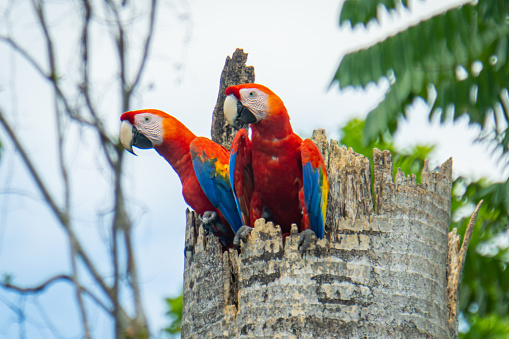 a pair of Scarlet Macaws in their nest in a tree stump