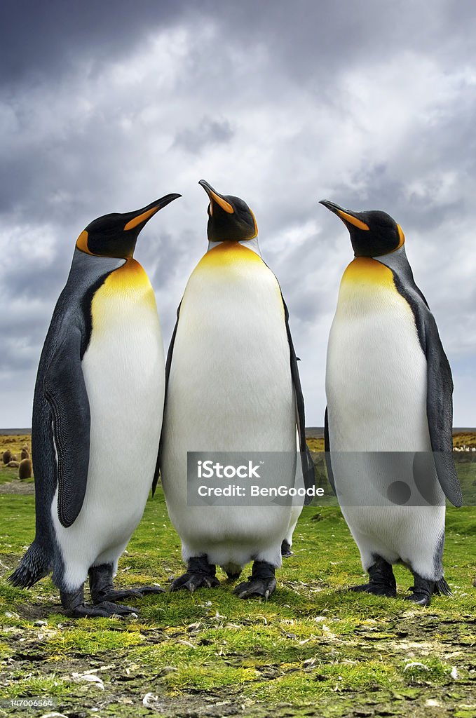 Penguins drei King-Size-Bett - Lizenzfrei Antarktis Stock-Foto