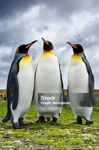 Penguins Drei Kingsizebett Stockfoto und mehr Bilder von Antarktis - Antarktis, Berufliche Partnerschaft, Drei Gegenstände