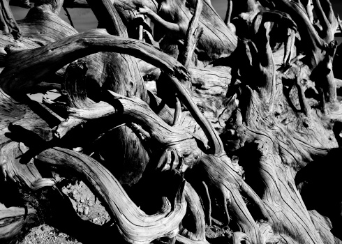 Tree roots in black and white
