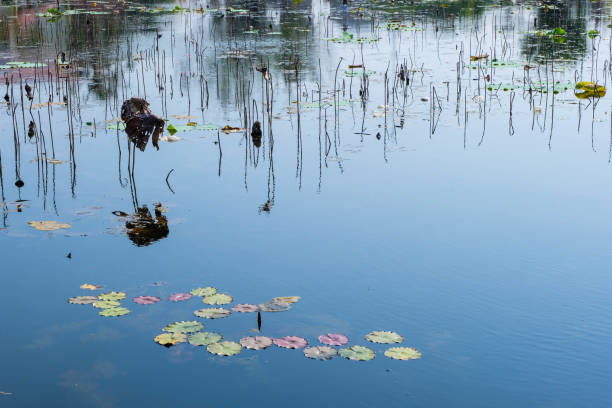 blue water pond with many withered lotuses