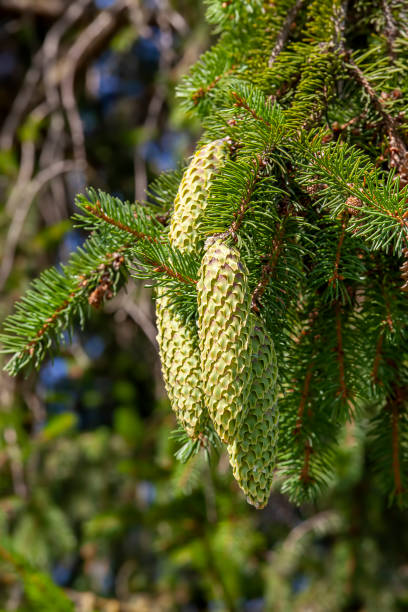 istock green needles on a tall spruce tree with cones 1470066675
