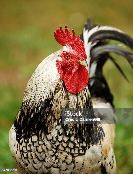 Rooster En Los Cabos Foto de stock y más banco de imágenes de Aire libre - Aire libre, Amanecer, Animal