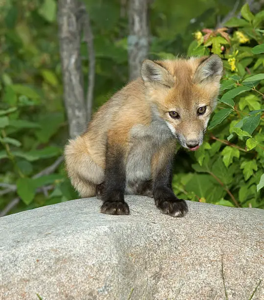 Red fox pup sitting on rock. Northern Minnesota