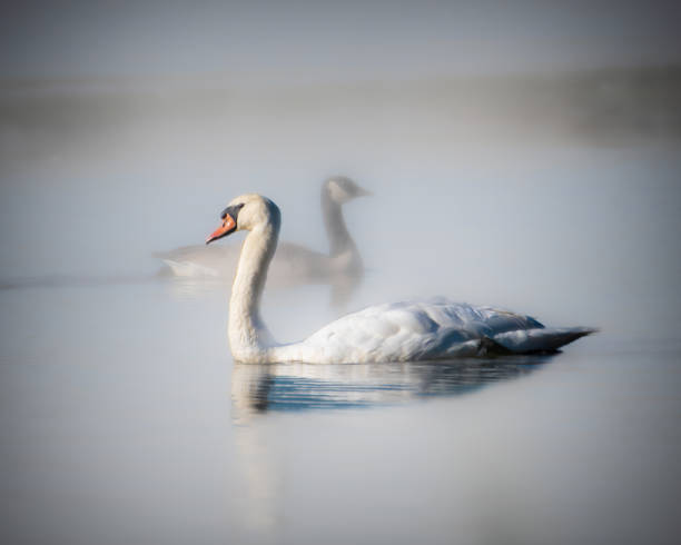 istock Misty Morning Mute Swan 1470067450