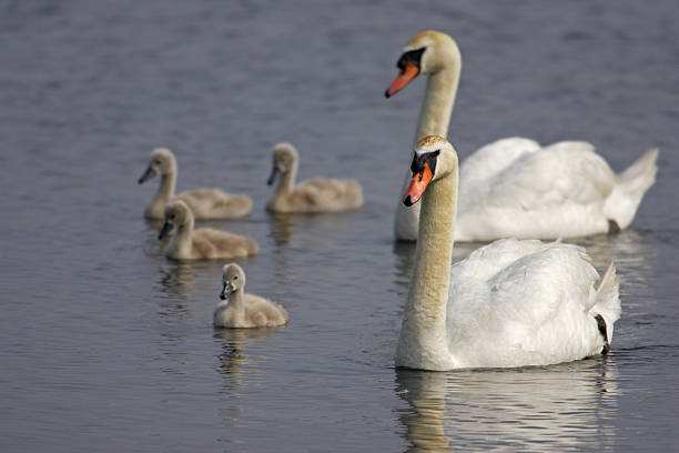 istock Mute Swan Parents with Goslings 147006766