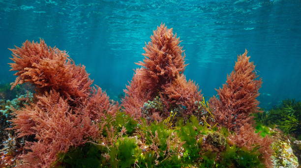 Red and green algae with blue water underwater colors in the ocean Red and green algae with blue water, underwater colors in the ocean  (mostly Asparagopsis armata and Ulva lactuca seaweeds), eastern Atlantic, Spain red algae stock pictures, royalty-free photos & images