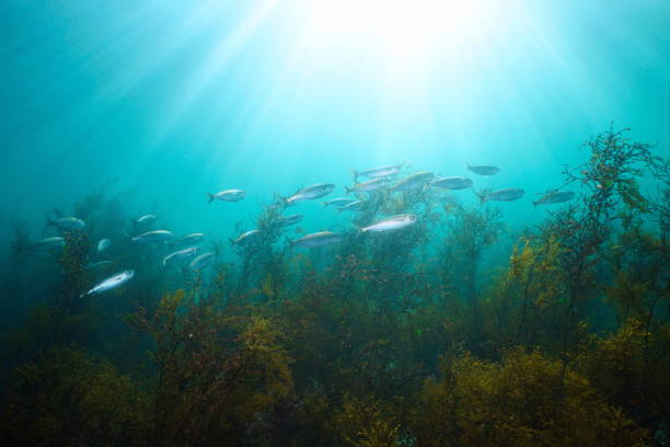 Sunlight underwater with bogue fish and algae in the ocean Atlantic
