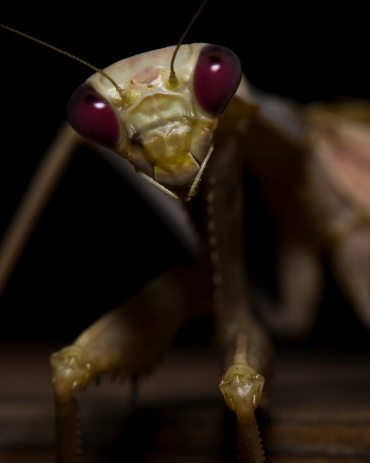 Praying Mantis facing Camera