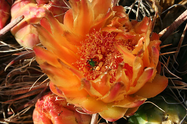 barrel cactus flower with green bee