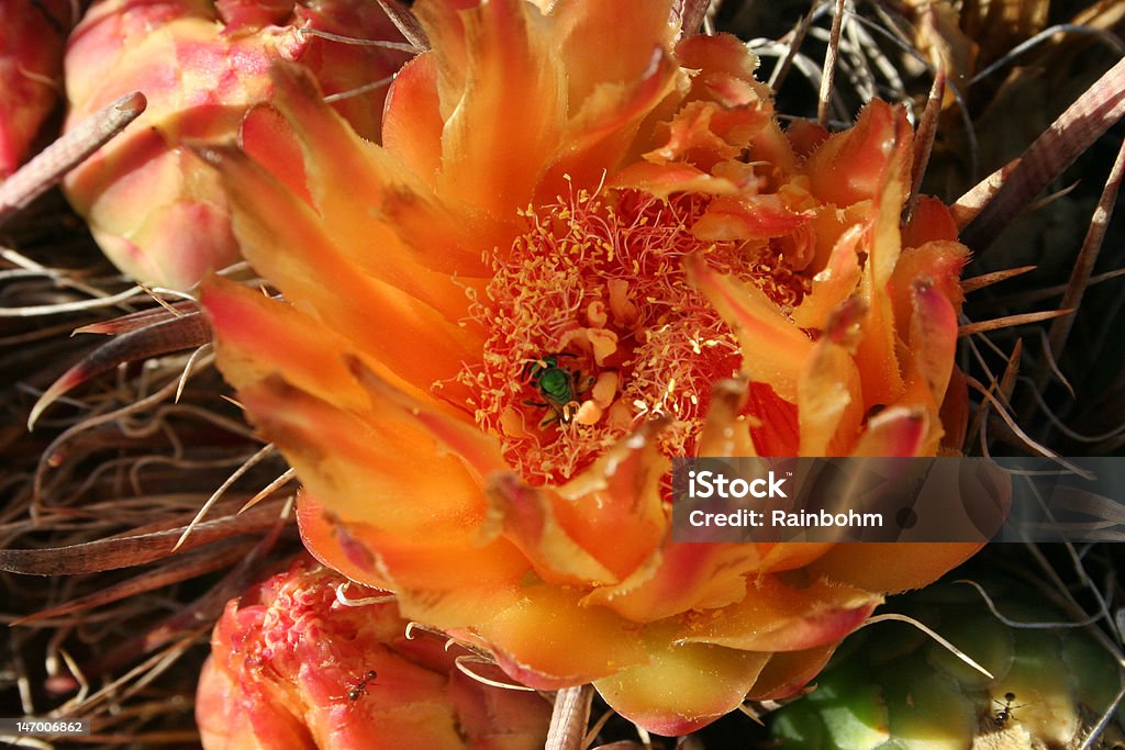 Кактус Барреля цветок с зеленый Пчела - Стоковые фото Аризона - Юго-запад США роялти-фри