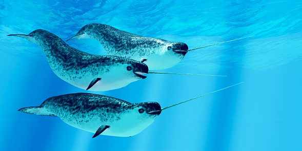 Narwhal whales live in social groups called pods and live in the Arctic ocean and males have a tusk.