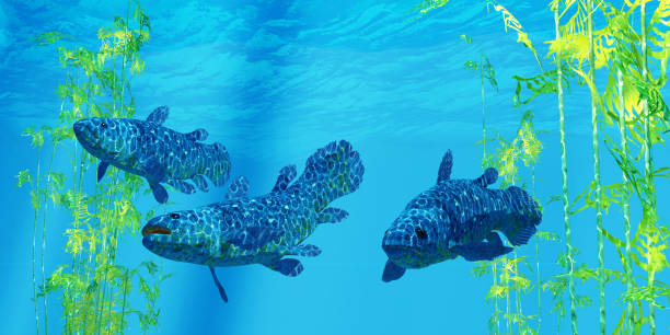 Coelacanth Prehistoric Fish The Coelacanth fish was thought to be extinct but was found to be a living species in present times. coelacanth photos stock pictures, royalty-free photos & images