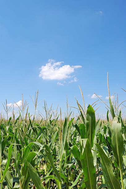 istock Vertical shot of Indiana corn 147007092