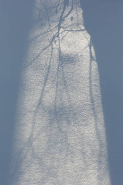 Shadows on the surface of snow in the winter forest