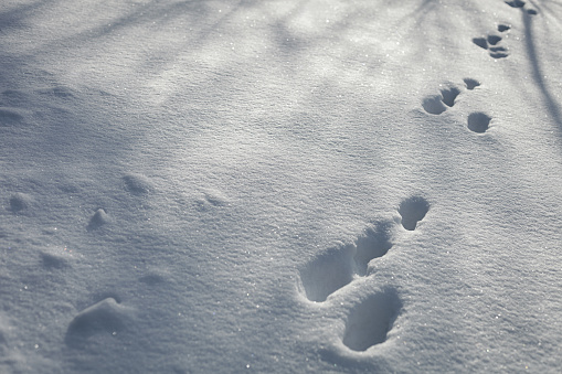 Hare footprints in the snow