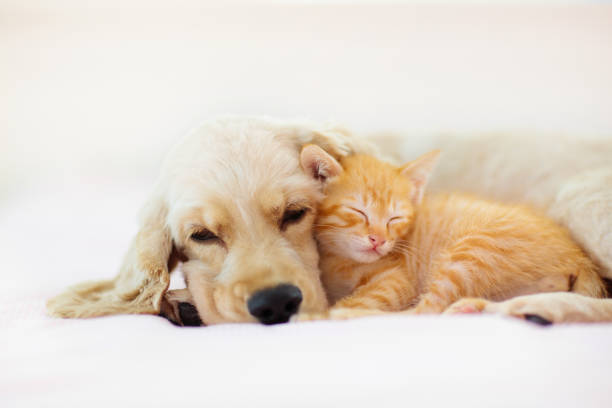 istock Cat and dog sleeping. Puppy and kitten sleep. 1470071793