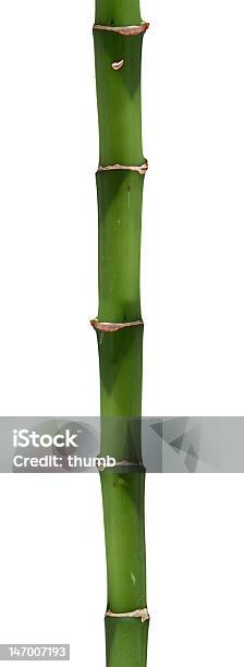 Bastoncino Di Bambù Lunga - Fotografie stock e altre immagini di Bambù - Graminacee - Bambù - Graminacee, Bambù - Materiale, Bastone