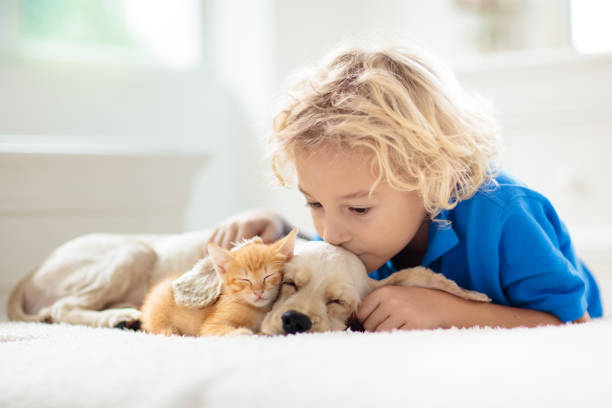 子供、犬、猫子供たちは子犬、子猫と遊びます。 - child house dog bed ストックフォトと画像