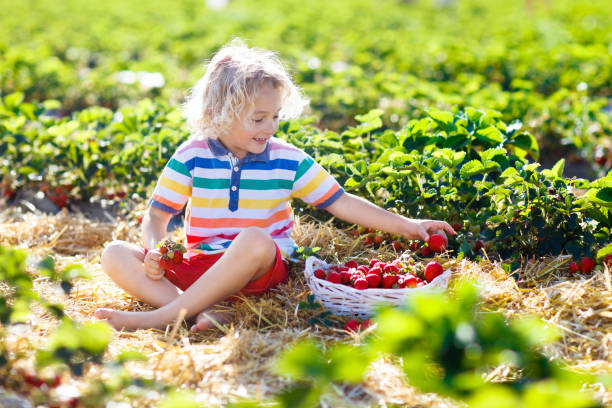 Child picking strawberry on fruit farm field on sunny summer day. Kids pick fresh ripe organic strawberry in white basket on pick your own berry plantation. Little boy eating strawberries.