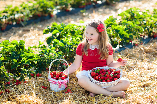 Child picking strawberry on fruit farm field on sunny summer day. Kids pick fresh ripe organic strawberry in white basket on pick your own berry plantation. Little girl eating strawberries.