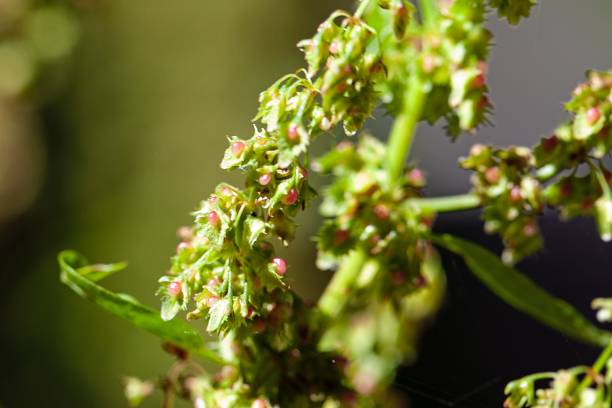 istock Fruits of a curled dock, Rumex crispus 1470072210
