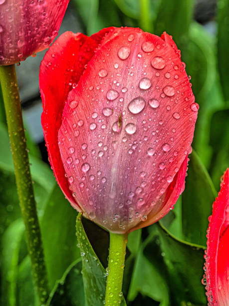 istock Red tulip with water drops 1470072219